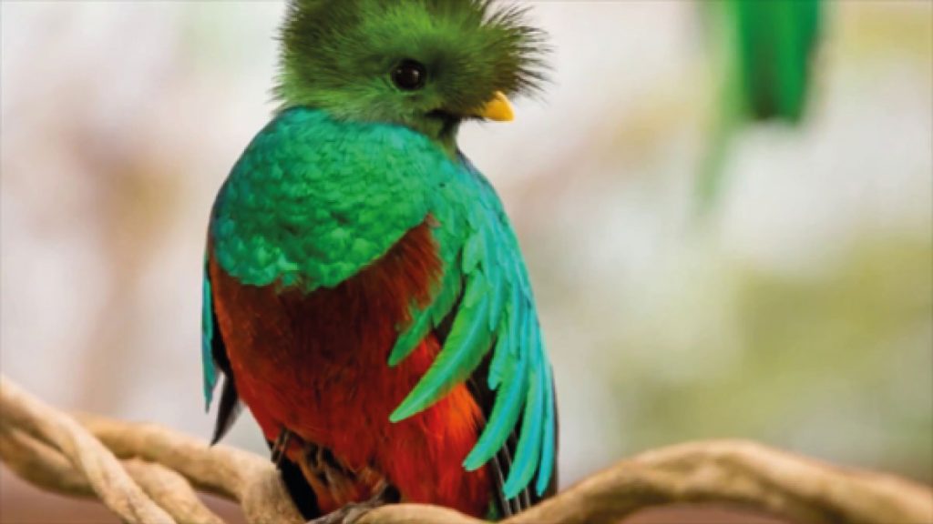Resultado de imagen de quetzal